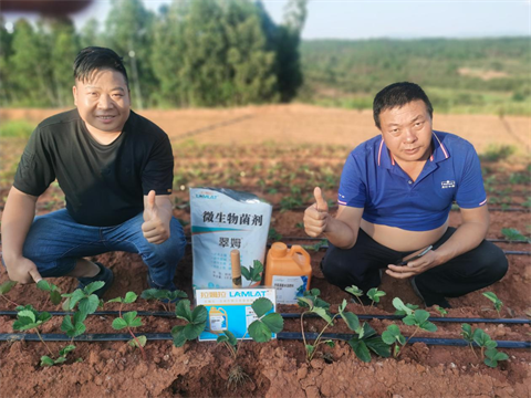 草莓移栽,翠姆水溶肥,進(jìn)口水溶肥