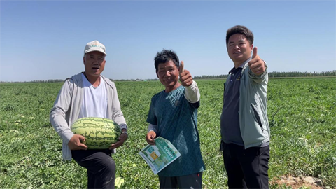 西瓜種植,水溶肥品牌,拉姆拉